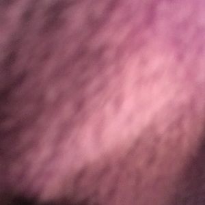 Meet your Posher, Molly